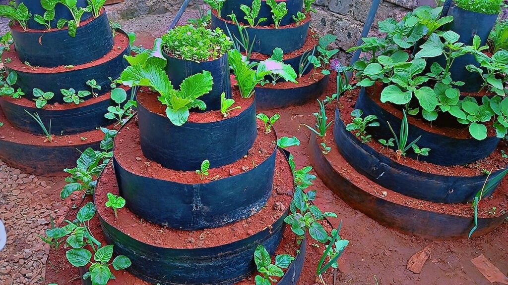 Urban Farming by Emmat AgroFarm