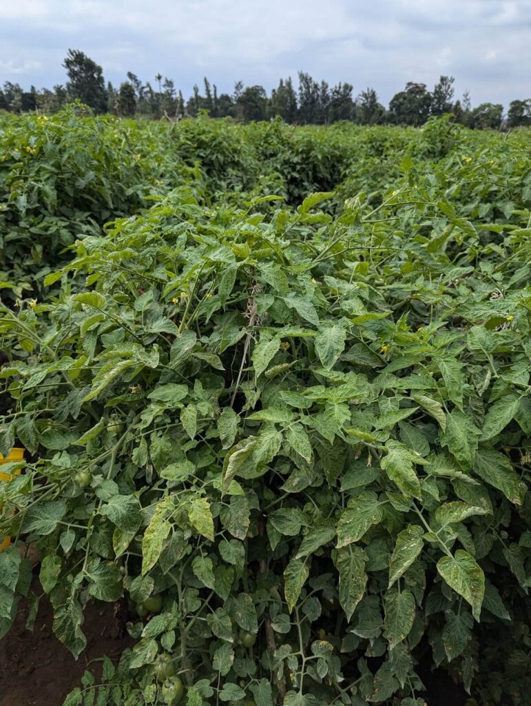 Rural Farming Agricultural training programs